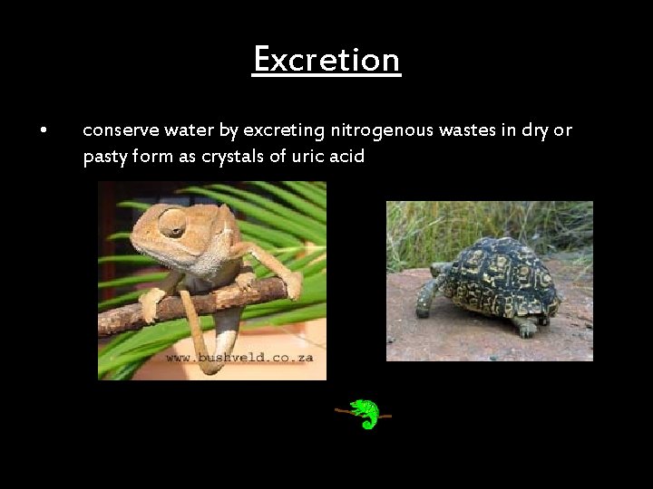 Excretion • conserve water by excreting nitrogenous wastes in dry or pasty form as