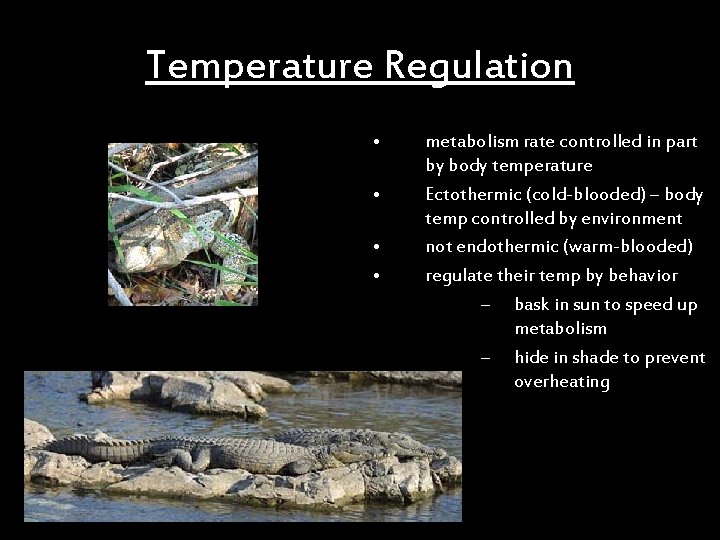 Temperature Regulation • • metabolism rate controlled in part by body temperature Ectothermic (cold-blooded)