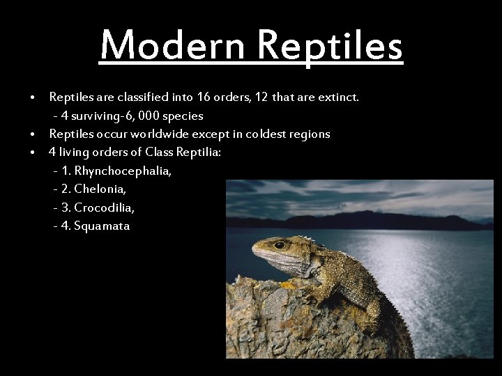 Modern Reptiles • Reptiles are classified into 16 orders, 12 that are extinct. -