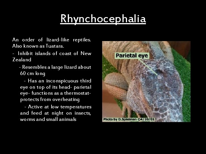 Rhynchocephalia An order of lizard-like reptiles. Also known as Tuatara. - Inhibit islands of