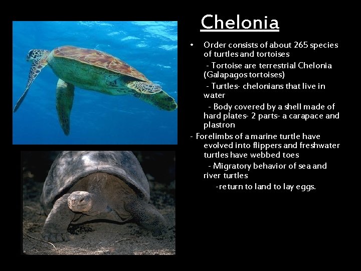 Chelonia • Order consists of about 265 species of turtles and tortoises - Tortoise