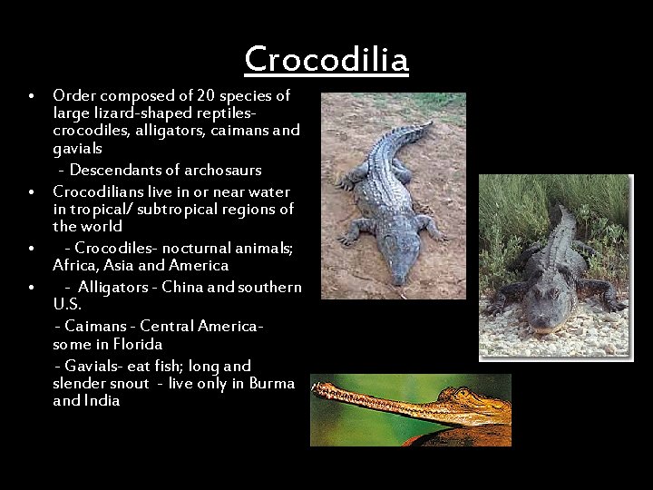 Crocodilia • Order composed of 20 species of large lizard-shaped reptiles- crocodiles, alligators, caimans