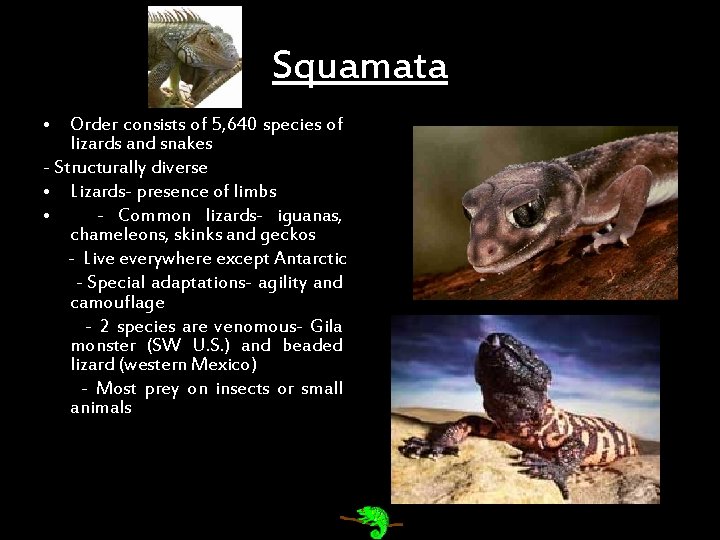 Squamata • Order consists of 5, 640 species of lizards and snakes - Structurally