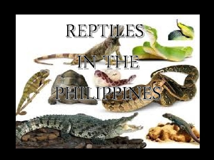 REPTILES IN THE PHILIPPINES 