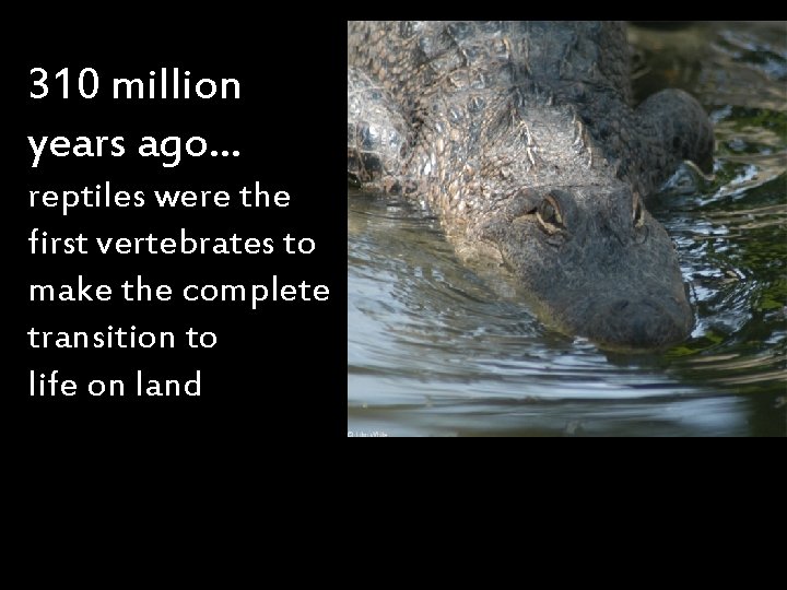 310 million years ago… reptiles were the first vertebrates to make the complete transition