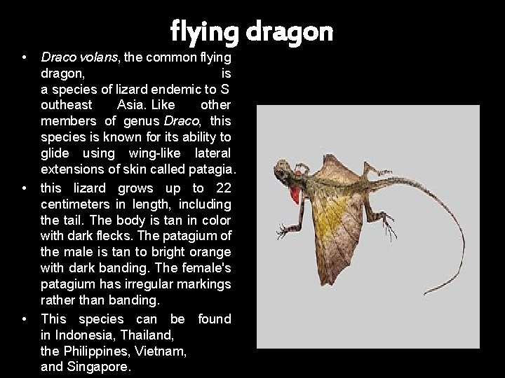 flying dragon • • • Draco volans, the common flying dragon, is a species