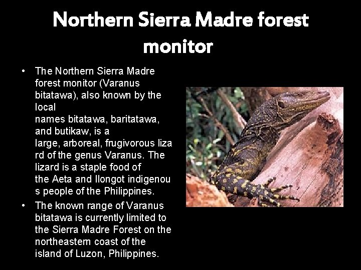 Northern Sierra Madre forest monitor • The Northern Sierra Madre forest monitor (Varanus bitatawa),