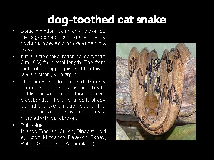 dog-toothed cat snake • • Boiga cynodon, commonly known as the dog-toothed cat snake,