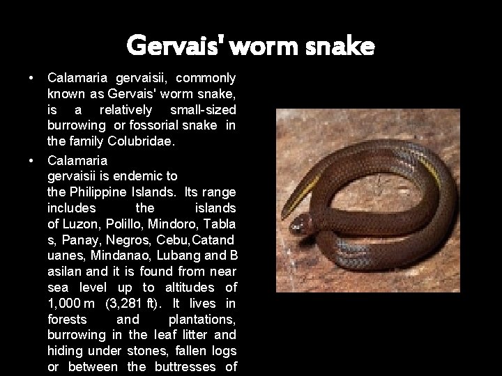 Gervais' worm snake • • Calamaria gervaisii, commonly known as Gervais' worm snake, is