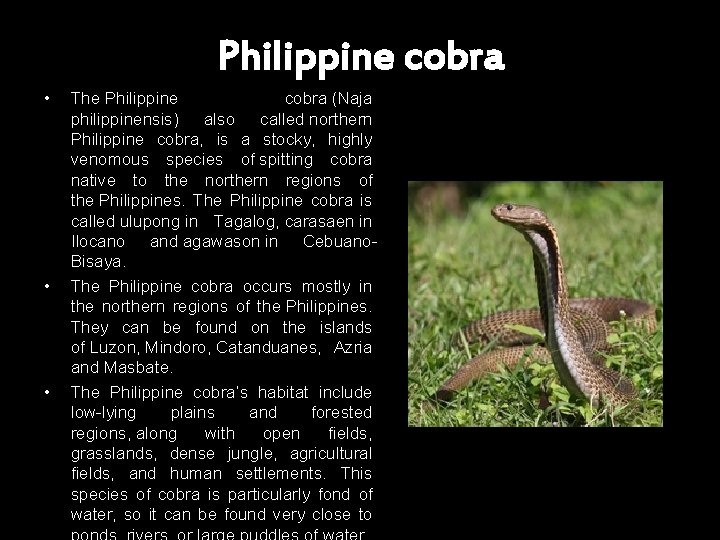 Philippine cobra • • • The Philippine cobra (Naja philippinensis) also called northern Philippine