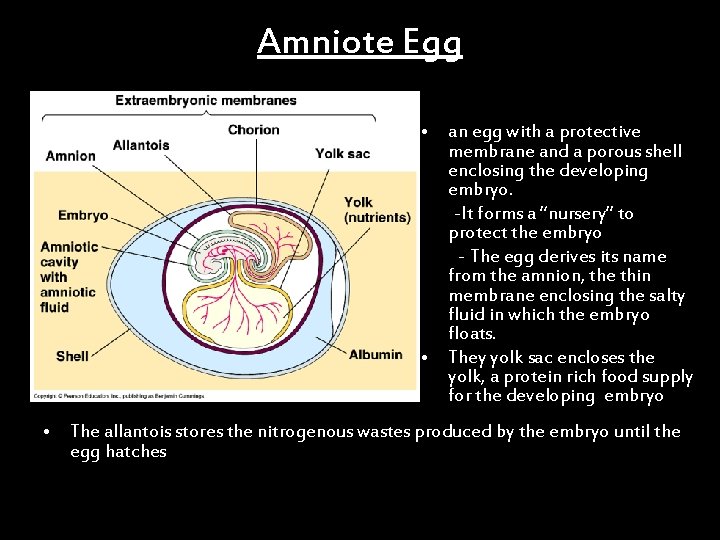 Amniote Egg • an egg with a protective membrane and a porous shell enclosing