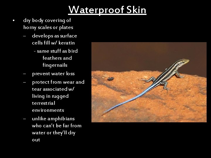 Waterproof Skin • dry body covering of horny scales or plates – develops as