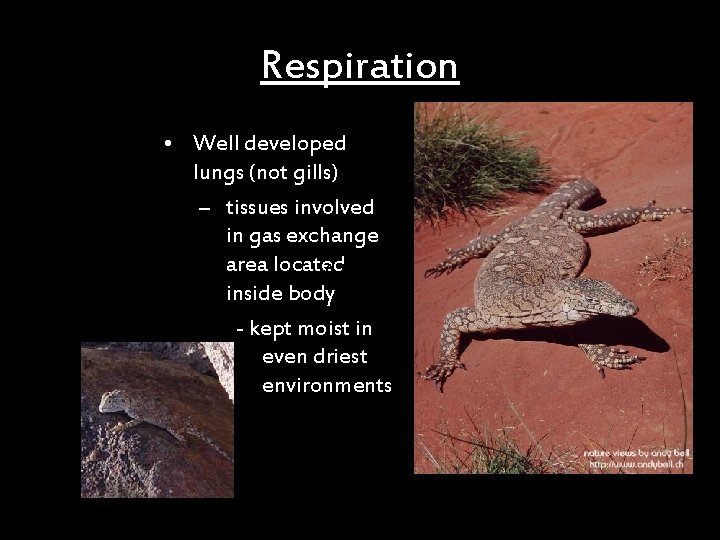 Respiration • Well developed lungs (not gills) – tissues involved in gas exchange area