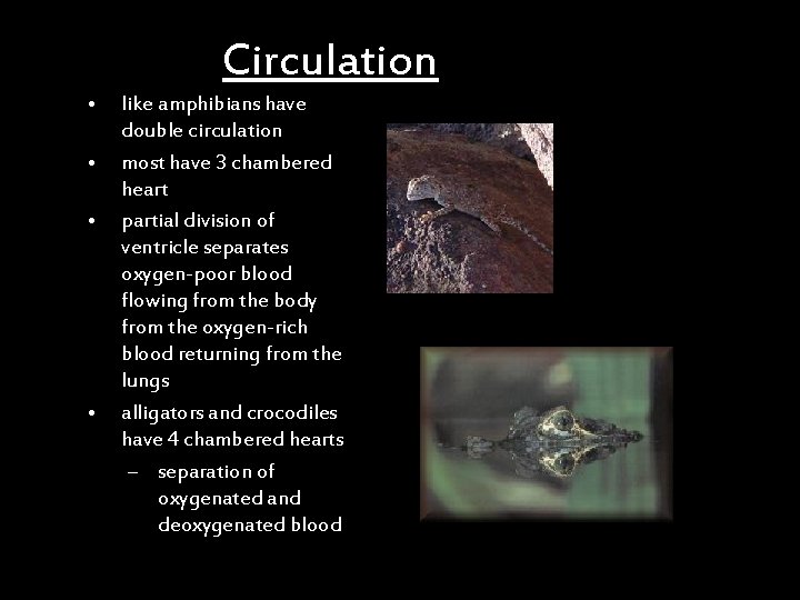 Circulation • • like amphibians have double circulation most have 3 chambered heart partial