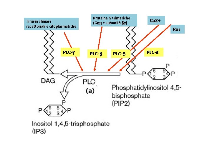 Tirosin chinasi recettoriali e citoplasmatiche PLC-g Proteine G trimeriche (Gaq e subunità bg) Ca