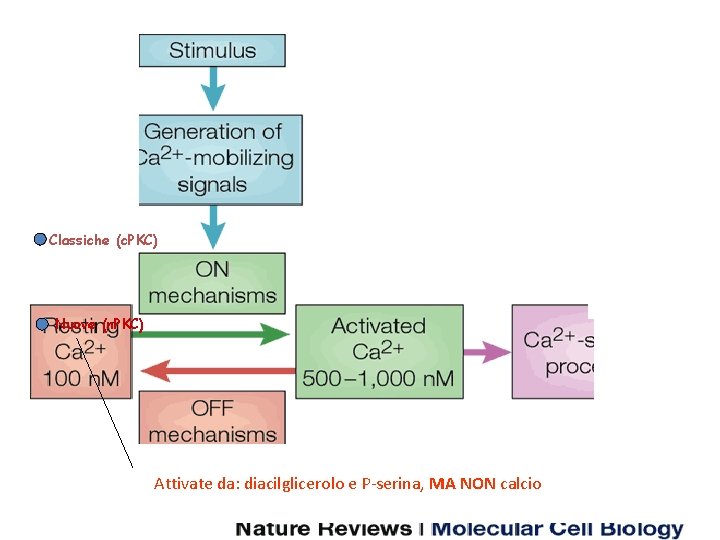 Classiche (c. PKC) Nuove (n. PKC) Atipiche (a. PKC) Attivate da: diacilglicerolo e P-serina,