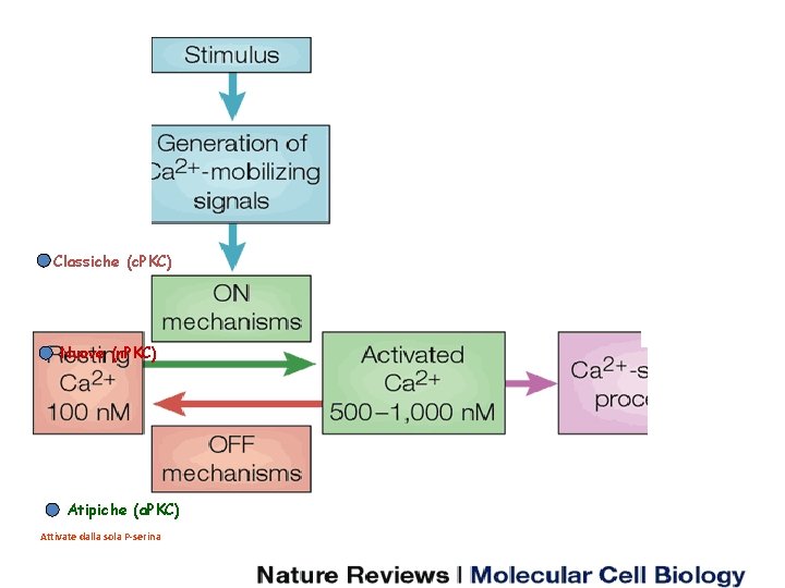Classiche (c. PKC) Nuove (n. PKC) Atipiche (a. PKC) Attivate dalla sola P-serina 