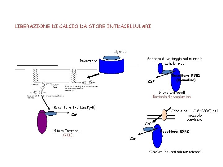 LIBERAZIONE DI CALCIO DA STORE INTRACELLULARI Ligando Sensore di voltaggio nel muscolo scheletrico Recettore