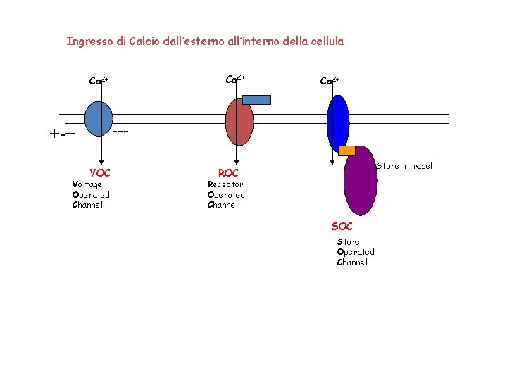 Ingresso di Calcio dall’esterno all’interno della cellula Ca 2+ --- +-+ VOC Voltage Operated