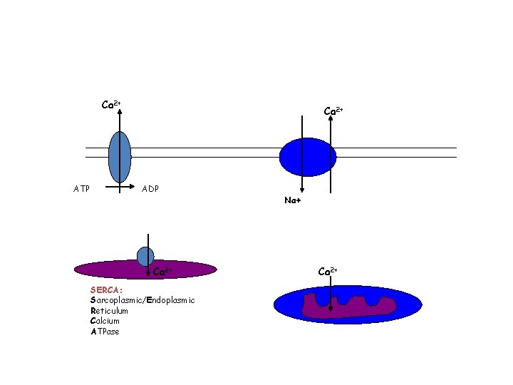 Ca 2+ ATP Ca 2+ ADP Ca 2+ SERCA: Sarcoplasmic/Endoplasmic Reticulum Calcium ATPase Na+