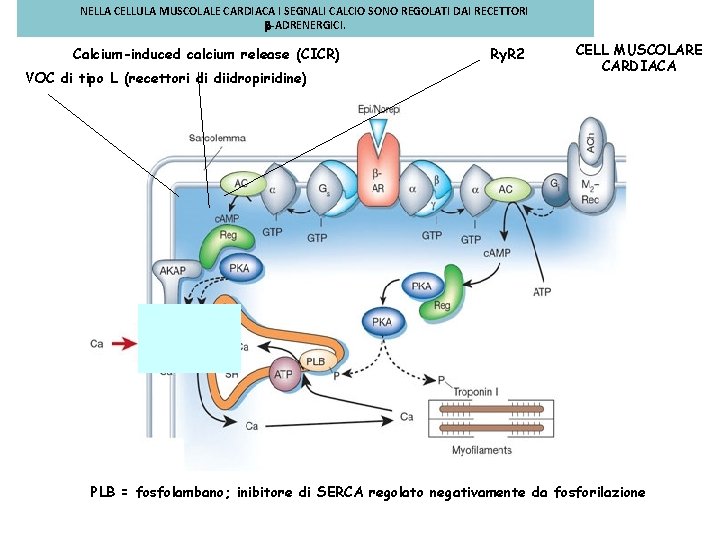 NELLA CELLULA MUSCOLALE CARDIACA I SEGNALI CALCIO SONO REGOLATI DAI RECETTORI b-ADRENERGICI. Calcium-induced calcium