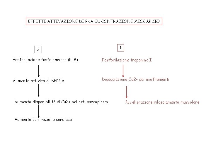 EFFETTI ATTIVAZIONE DI PKA SU CONTRAZIONE MIOCARDIO 1 2 Fosforilazione fosfolambano (PLB) Fosforilazione troponina