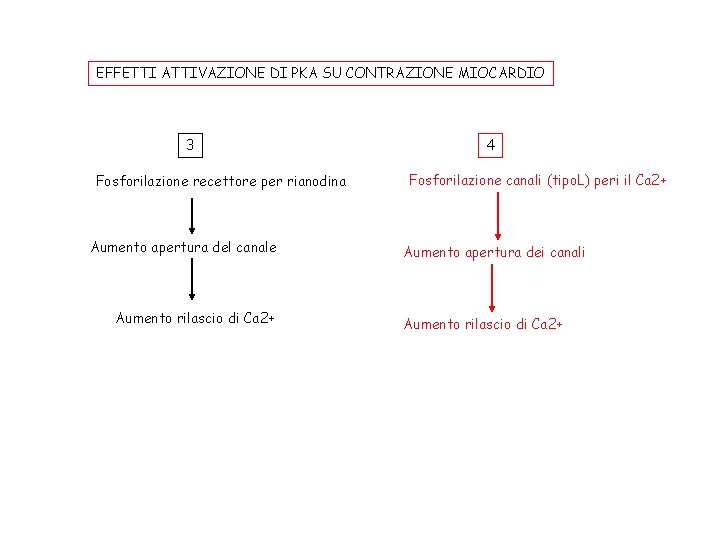 EFFETTI ATTIVAZIONE DI PKA SU CONTRAZIONE MIOCARDIO 3 Fosforilazione recettore per rianodina Aumento apertura