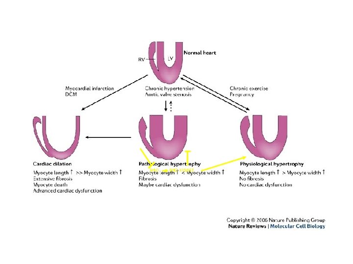 RHO KINASE 