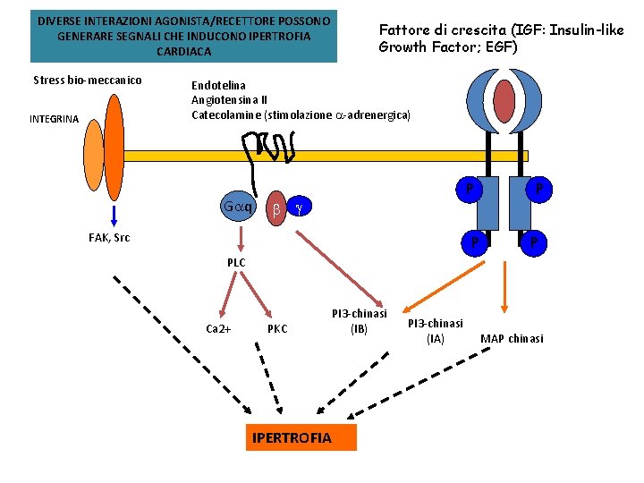 DIVERSE INTERAZIONI AGONISTA/RECETTORE POSSONO GENERARE SEGNALI CHE INDUCONO IPERTROFIA CARDIACA Stress bio-meccanico INTEGRINA Fattore