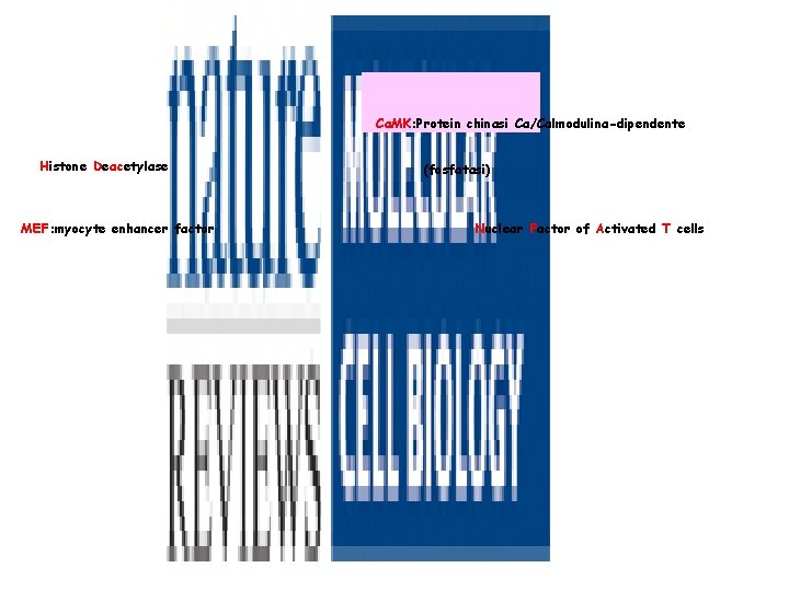 Ca. MK: Protein chinasi Ca/Calmodulina-dipendente Histone Deacetylase MEF: myocyte enhancer factor (fosfatasi) Nuclear Factor