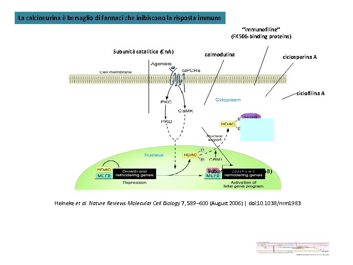 La calcineurina è bersaglio di farmaci che inibiscono la risposta immune “immunofiline” (FK 506