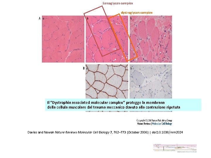 Sarcoglycan complex dystroglycan complex Il “Dystrophin associated molecular complex” protegge la membrana della cellula