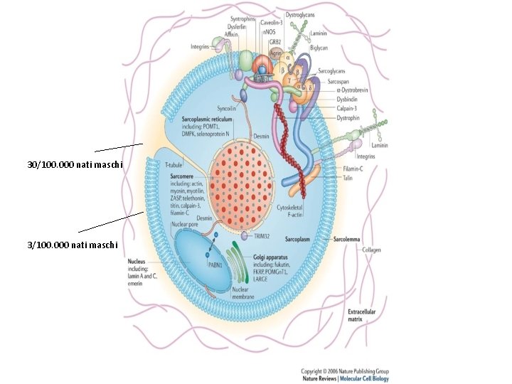 30/100. 000 nati maschi 3/100. 000 nati maschi 