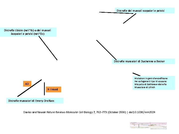 Distrofie dei muscoli scapolari e pelvici Distrofia tibiale (nell’Hz) o dei muscoli Scapolari e