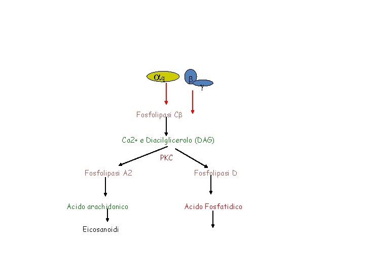 aq b g Fosfolipasi Cb Ca 2+ e Diacilglicerolo (DAG) PKC Fosfolipasi A 2