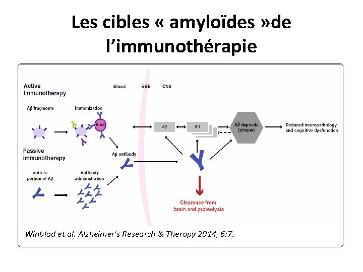 Les cibles « amyloïdes » de l’immunothérapie Winblad et al. Alzheimer's Research & Therapy