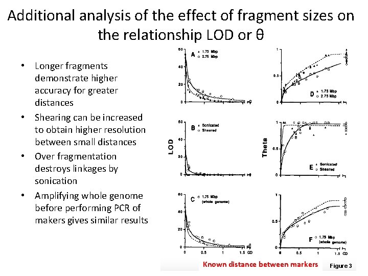 Additional analysis of the effect of fragment sizes on the relationship LOD or θ