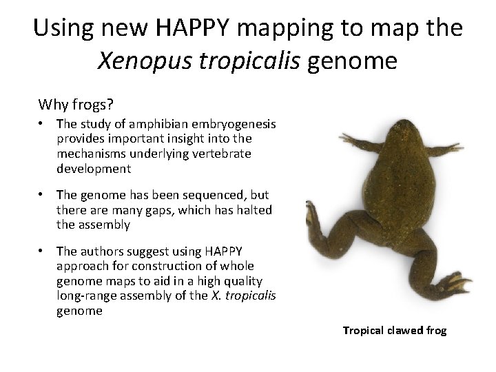 Using new HAPPY mapping to map the Xenopus tropicalis genome Why frogs? • The