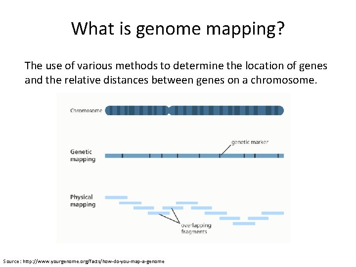 What is genome mapping? The use of various methods to determine the location of