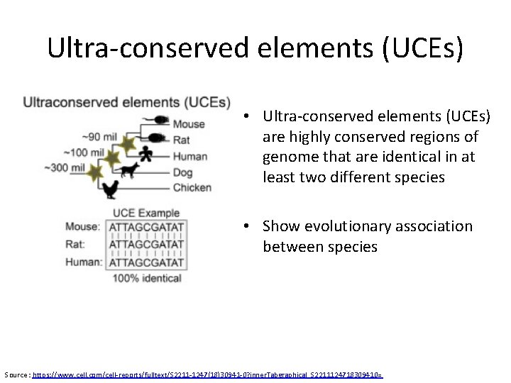 Ultra-conserved elements (UCEs) • Ultra-conserved elements (UCEs) are highly conserved regions of genome that