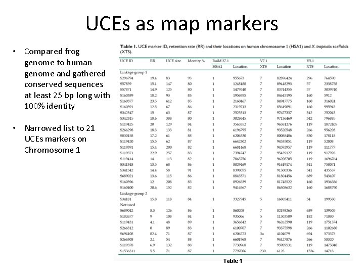 UCEs as map markers • Compared frog genome to human genome and gathered conserved