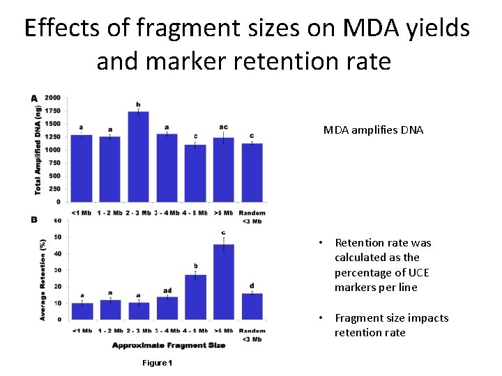 Effects of fragment sizes on MDA yields and marker retention rate MDA amplifies DNA