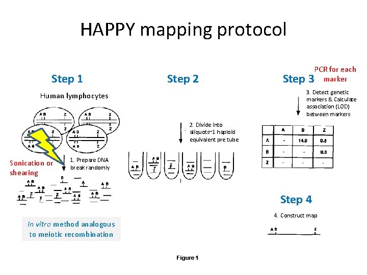 HAPPY mapping protocol Step 1 Step 2 Step PCR for each 3 marker 3.