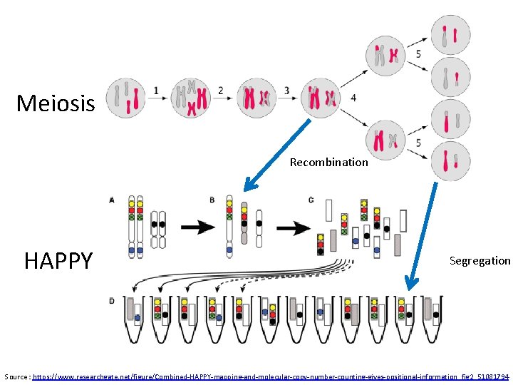 Meiosis Recombination HAPPY Segregation Source : https: //www. researchgate. net/figure/Combined-HAPPY-mapping-and-molecular-copy-number-counting-gives-positional-information_fig 2_51081794 