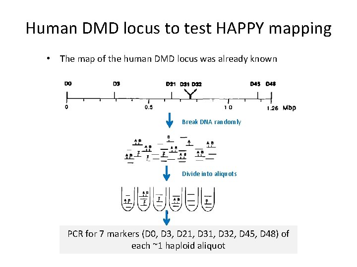 Human DMD locus to test HAPPY mapping • The map of the human DMD