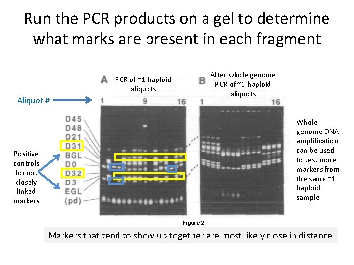 Run the PCR products on a gel to determine what marks are present in