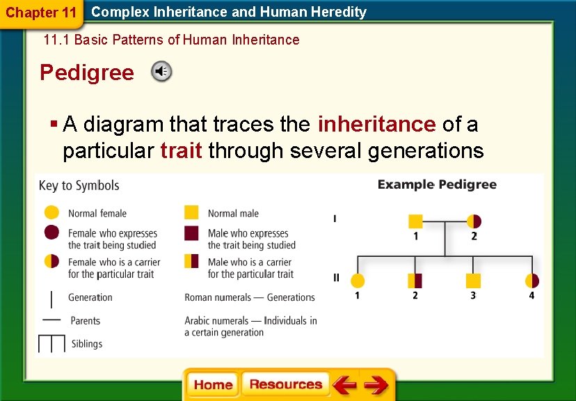 Chapter 11 Complex Inheritance and Human Heredity 11. 1 Basic Patterns of Human Inheritance