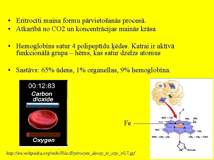  • Eritrocīti maina formu pārvietošanās procesā. • Atkarībā no CO 2 un koncentrācijas