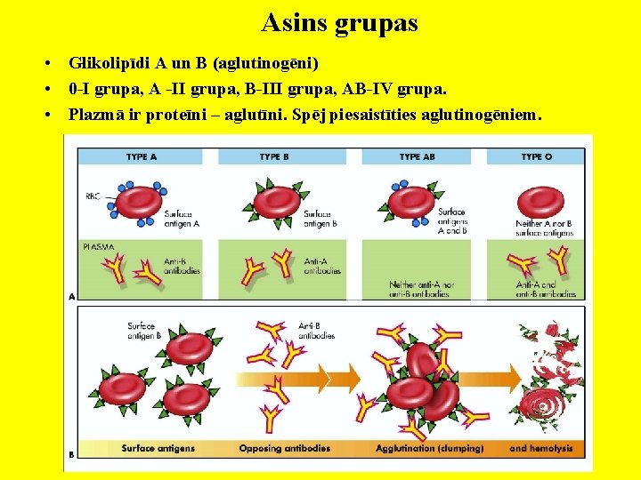 Asins grupas • Glikolipīdi A un B (aglutinogēni) • 0 -I grupa, A -II