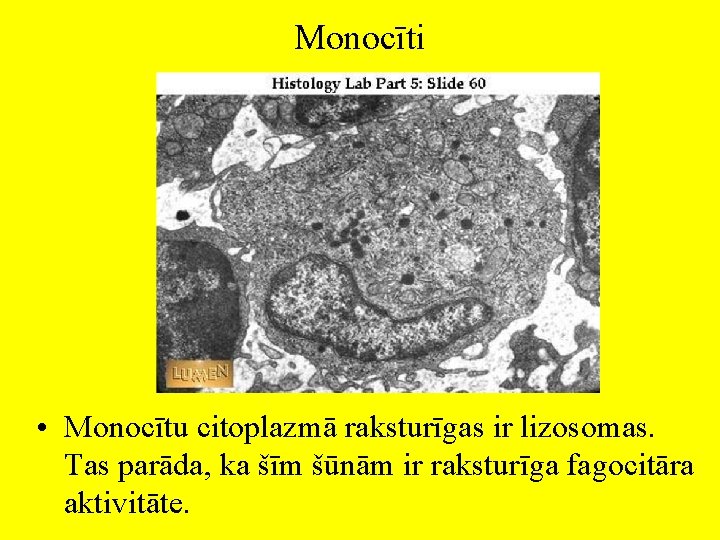 Monocīti • Monocītu citoplazmā raksturīgas ir lizosomas. Tas parāda, ka šīm šūnām ir raksturīga